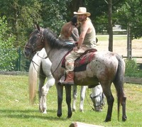 cheval rando ; l'équitation qu'il vous faut; de la randonnée à la compétition 